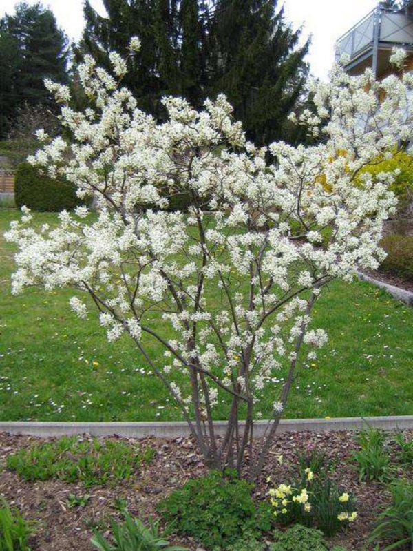 Ирга Ламарка (Amelanchier lamarckii)