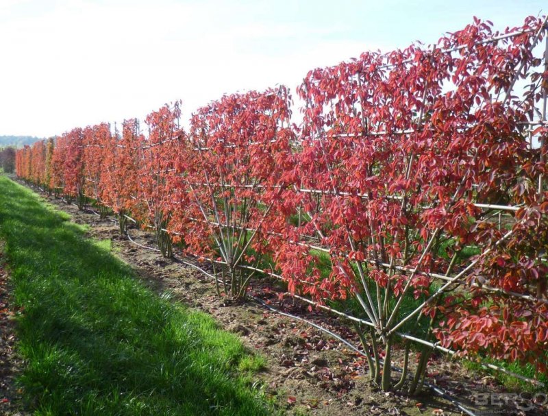 Amelanchier lamarckii