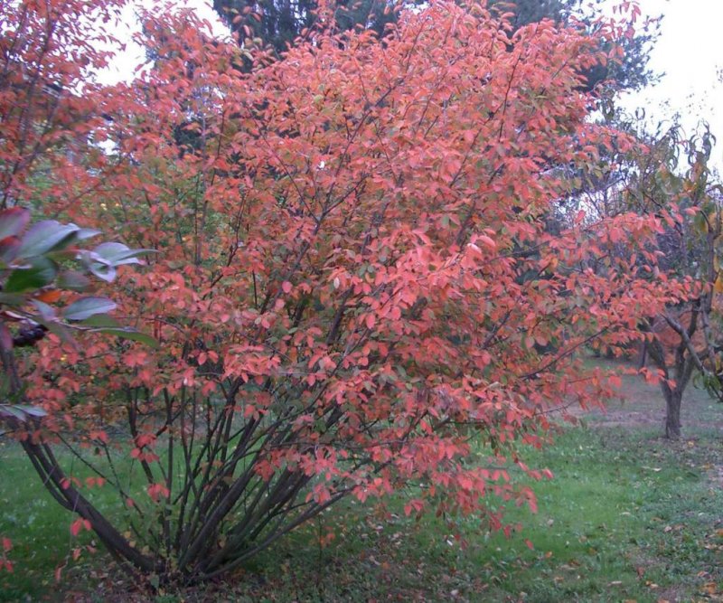 Ирга Amelanchier alnifolia Krasnojarskaja