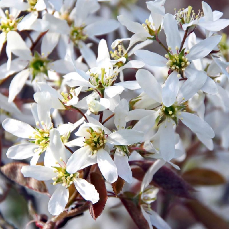 Ирга (Amelanchier)