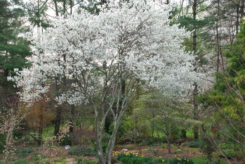 Ирга Ламарка (Amelanchier lamarckii)