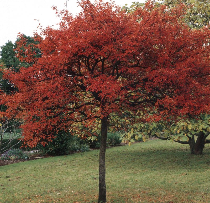 Ирга Ламарка (Amelanchier lamarckii)
