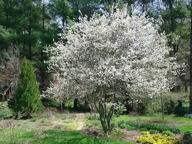 Ирга канадская "Ламарка" (Amelanchier lamarckii)