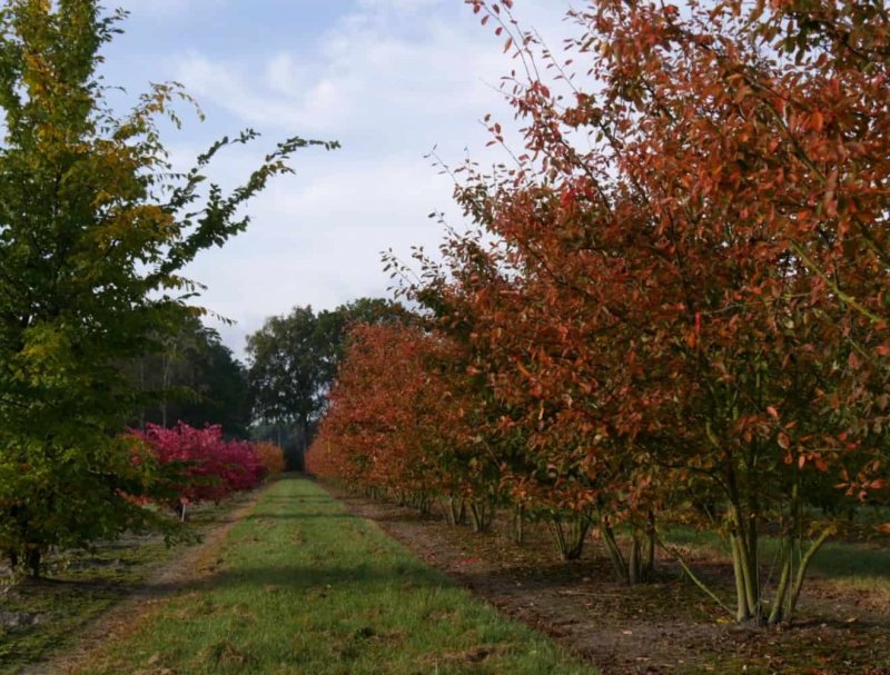 Ирга канадская (Amelanchier canadensis)