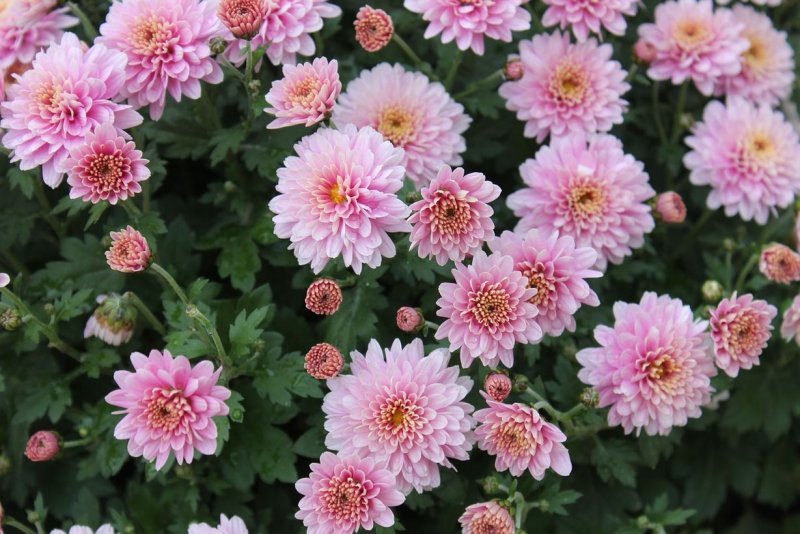 Хризантема Chrysanthemum