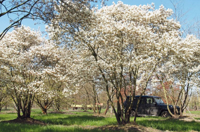 Amelanchier lamarckii ирга канадская