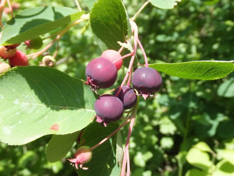 Ирга канадская (Amelanchier canadensis)