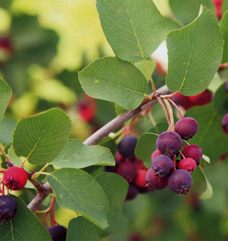 Ирга Ламарка (Amelanchier lamarckii)