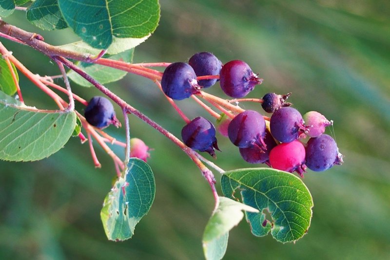 Ирга Ламарка (Amelanchier lamarckii)