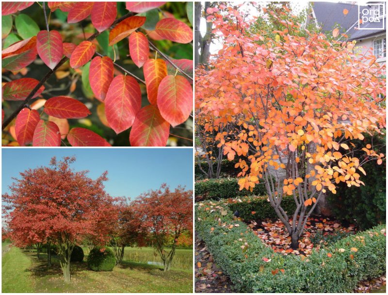 Ирга канадская "Amelanchier canadensis" (Рейнбоу Пилар)