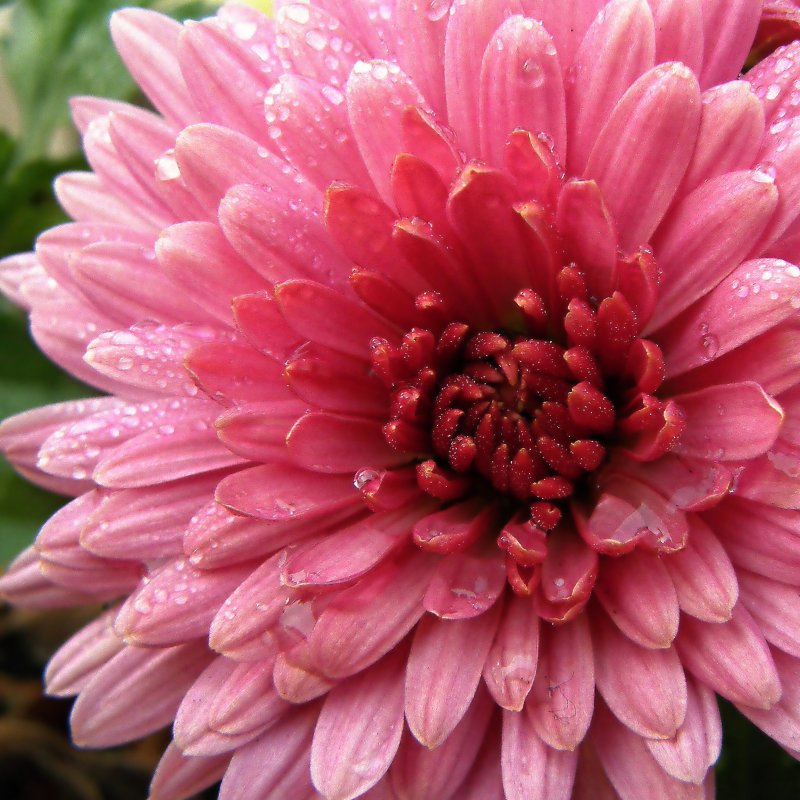 Хризантема Allouise Pink