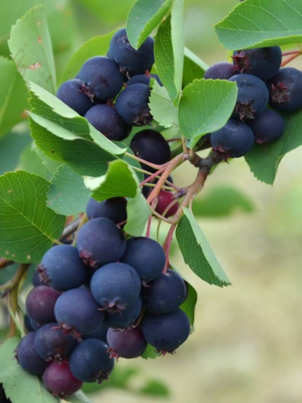 Amelanchier lamarckii ирга канадская