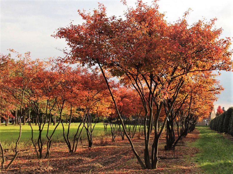 Ирга канадская (Amelanchier canadensis)