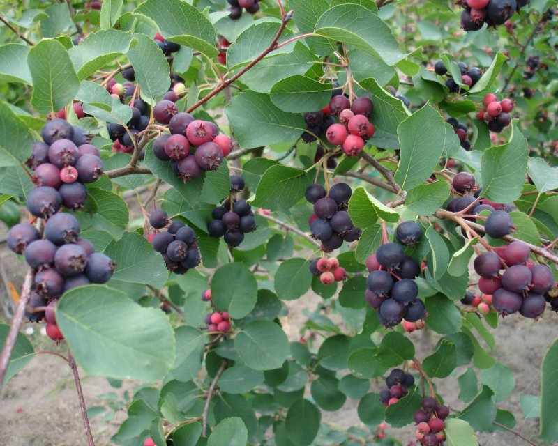 Ирга канадская (Amelanchier canadensis)