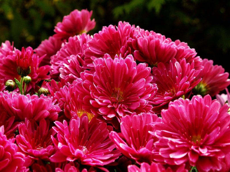 Хризантема Chrysanthemum