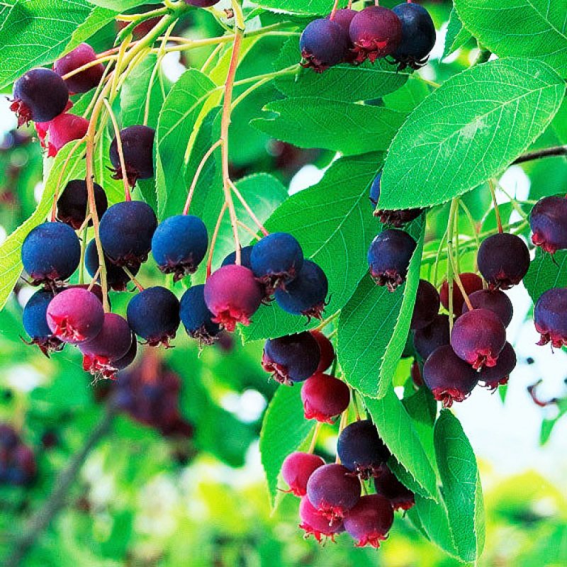 Ирга Ламарка (Amelanchier lamarckii)