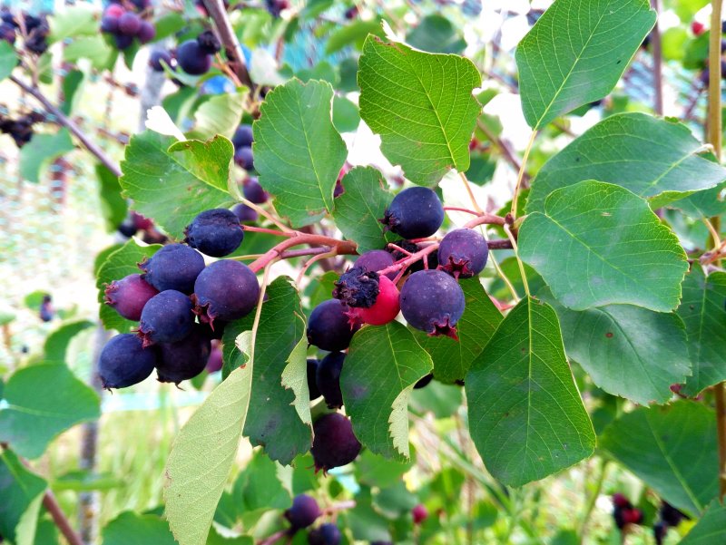 Ирга Ламарка (зонт) - Amelanchier lamarckii