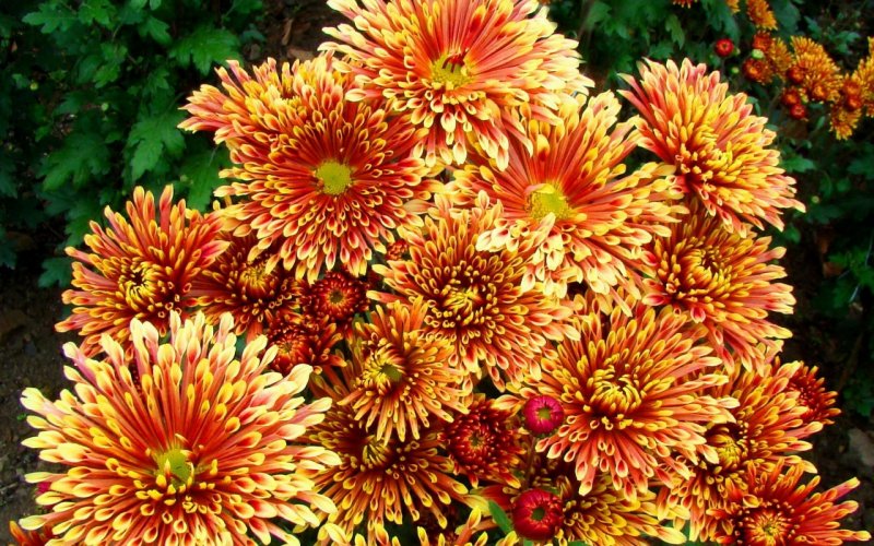 Хризантема Chrysanthemum
