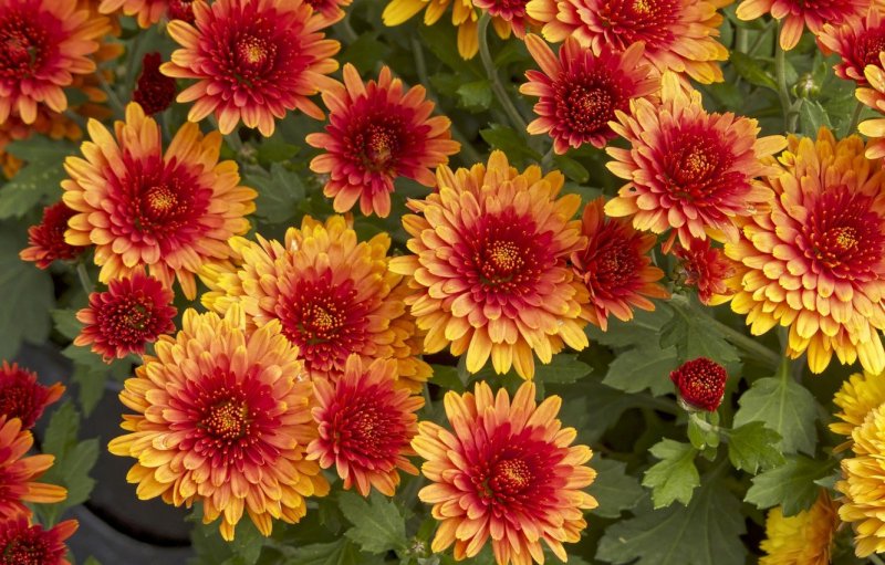 Хризантема Flame bicolor