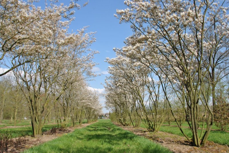 Ирга Ламарка (Amelanchier lamarckii)