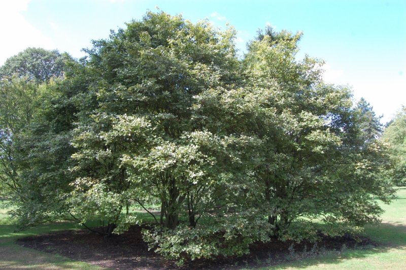 Ирга канадская (Amelanchier canadensis)