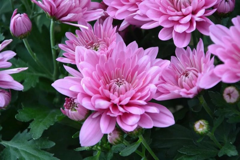 Хризантема Allouise Pink