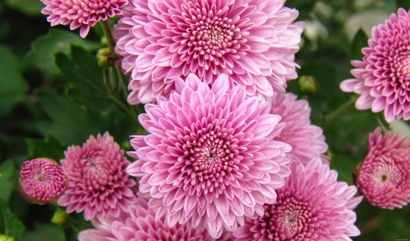 Хризантема Allouise Pink