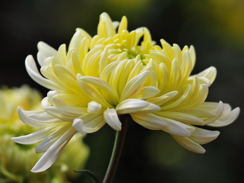 Хризантема Chrysanthemum