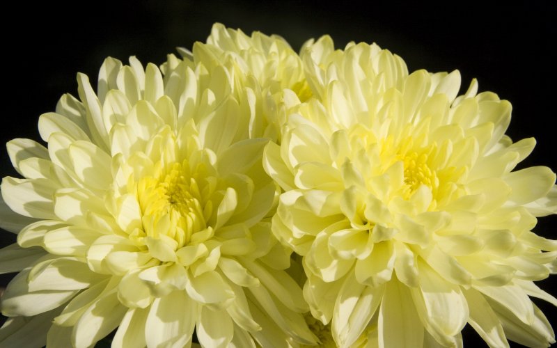 Хризантема Chrysanthemum