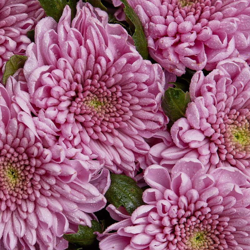 Хризантема Bigoudi Purple