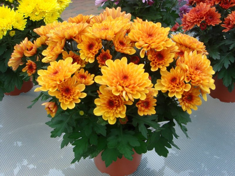 Хризантема Chrysanthemum
