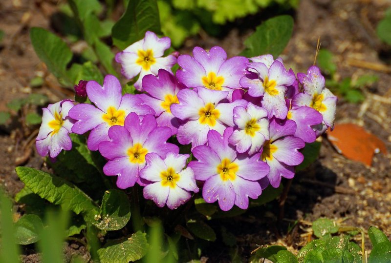 Примула Воронова (Primula woronowii)