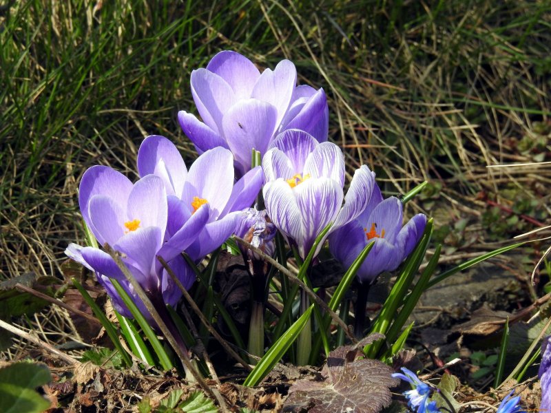 Крокусы и примула