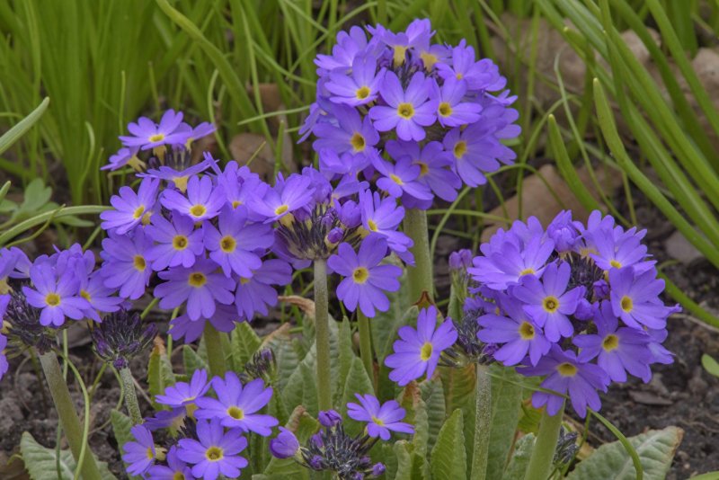 Primula - примула denticulata Violet