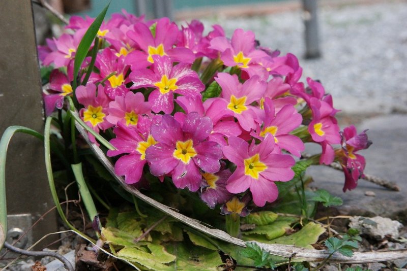 Примула Весенняя (Primula veris)