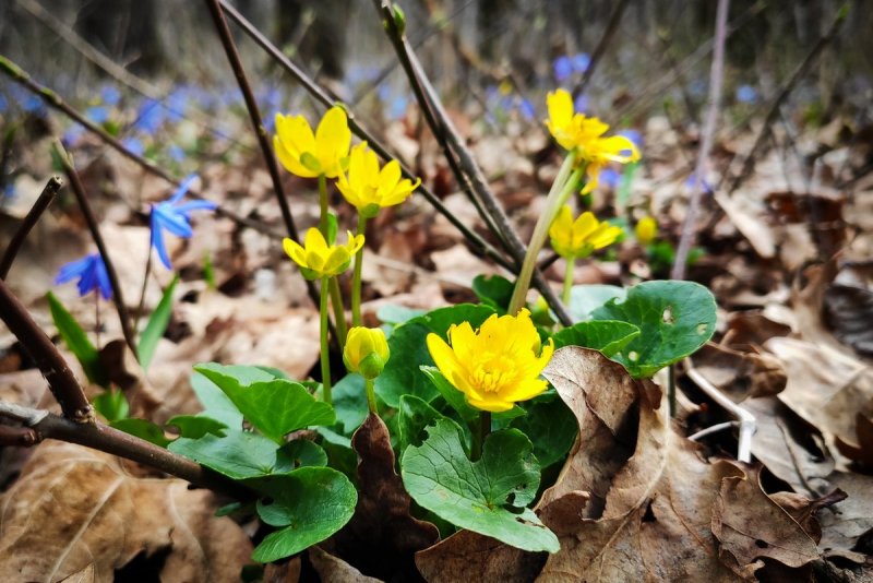 Примула Весенняя (Primula veris)
