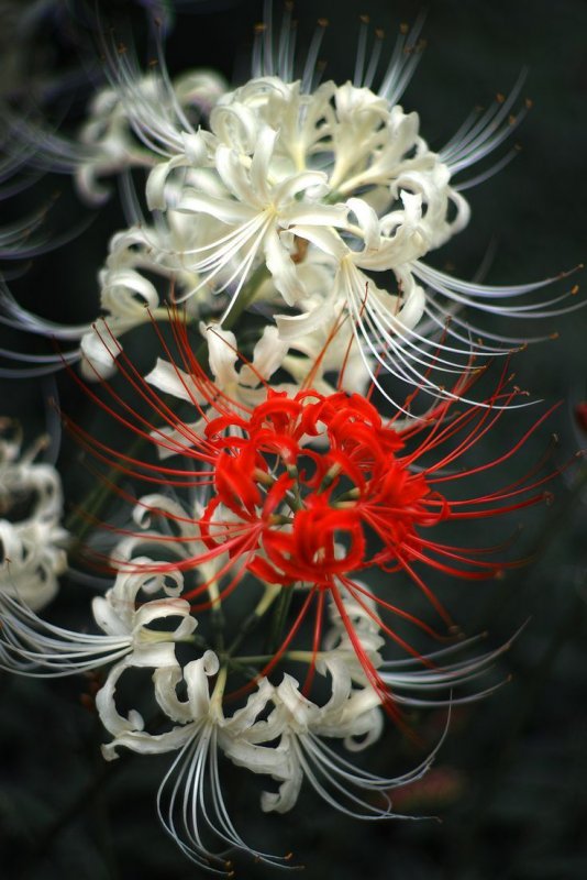 Ликорис Radiata