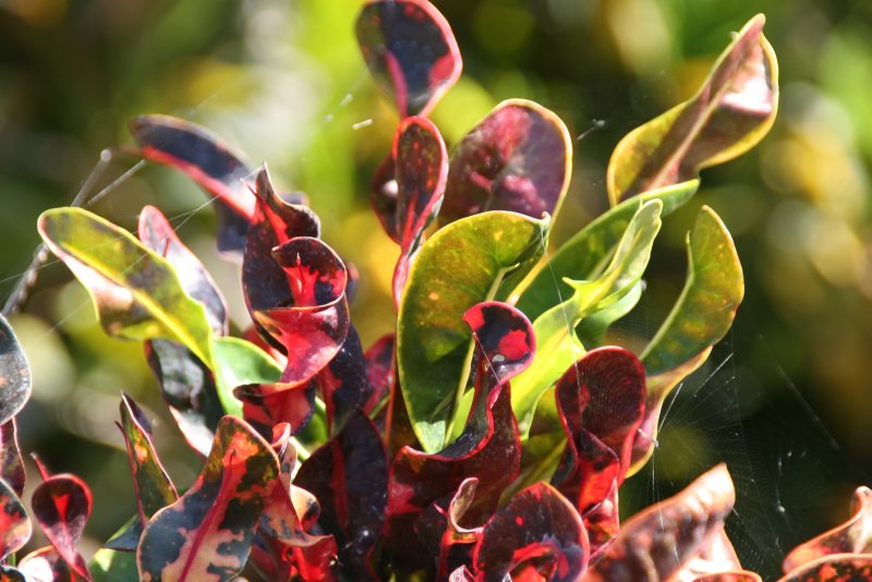 Кодиеум Red Banana