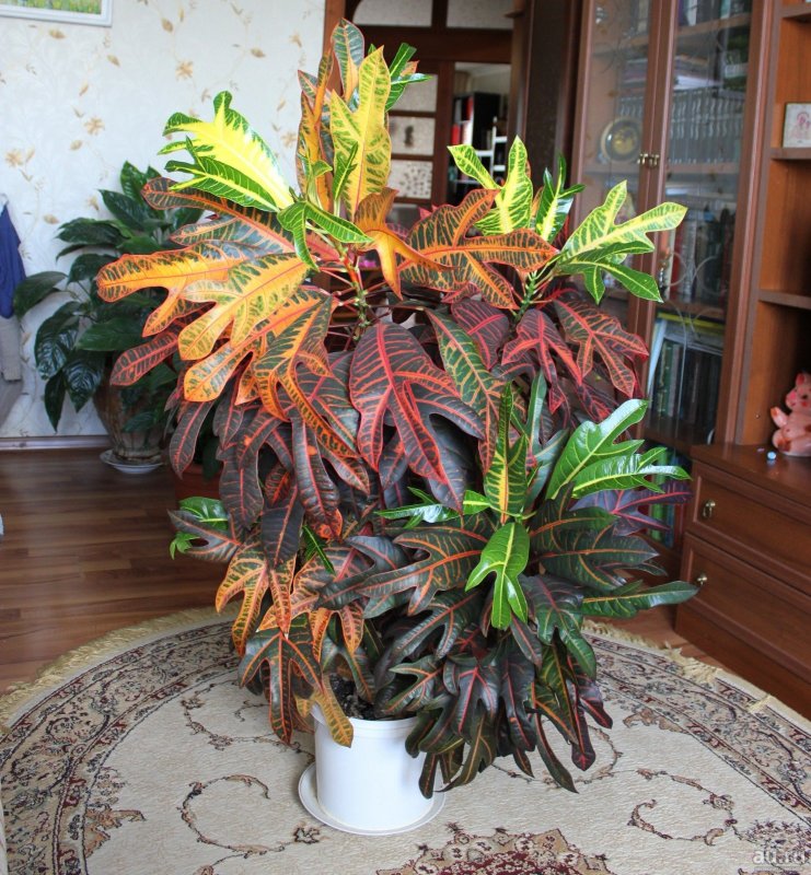 Codiaeum variegatum Кодиеум пестрый