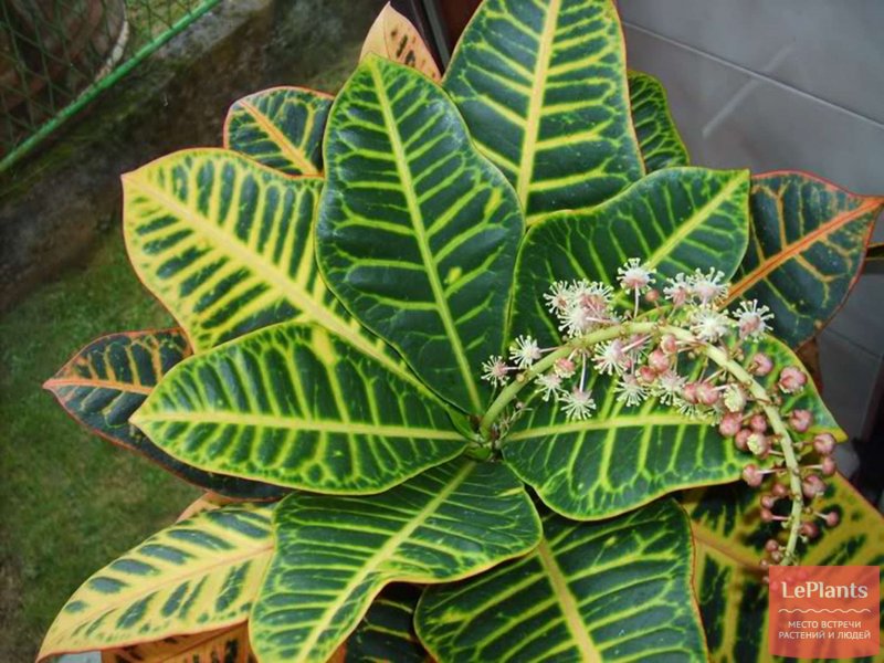 Codiaeum variegatum Кодиеум пестрый