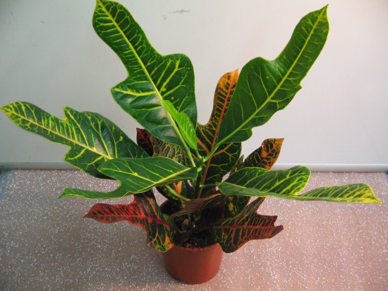 Кодиеум (Кротон) пестрый (Codiaeum variegatum pictum)