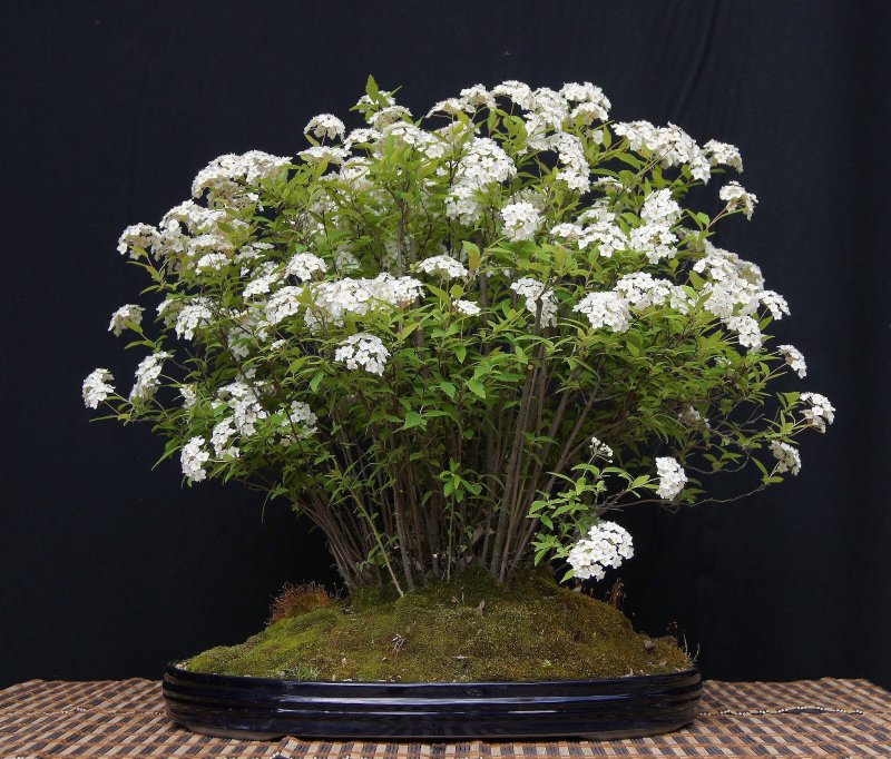 Спирея японская albiflora