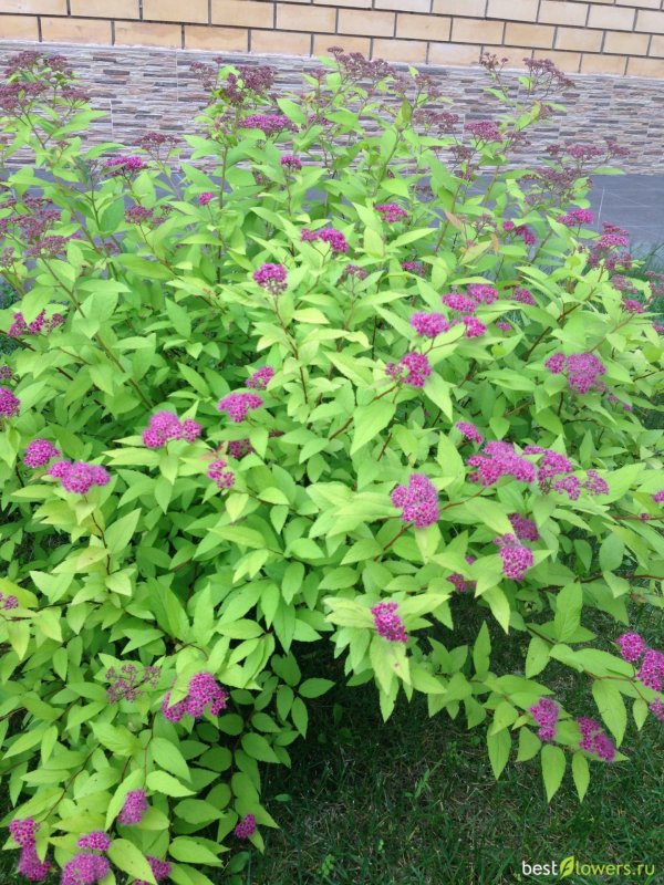 Japonica albiflora спирея