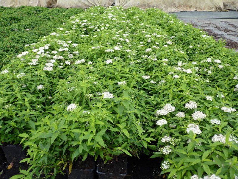 Спирея японская Альбифлора (albiflora)