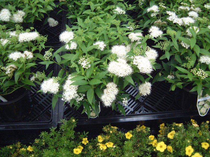 Спирея albiflora