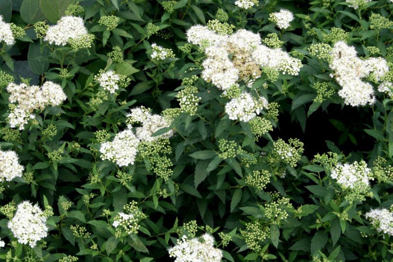 Spiraea japonica albiflora