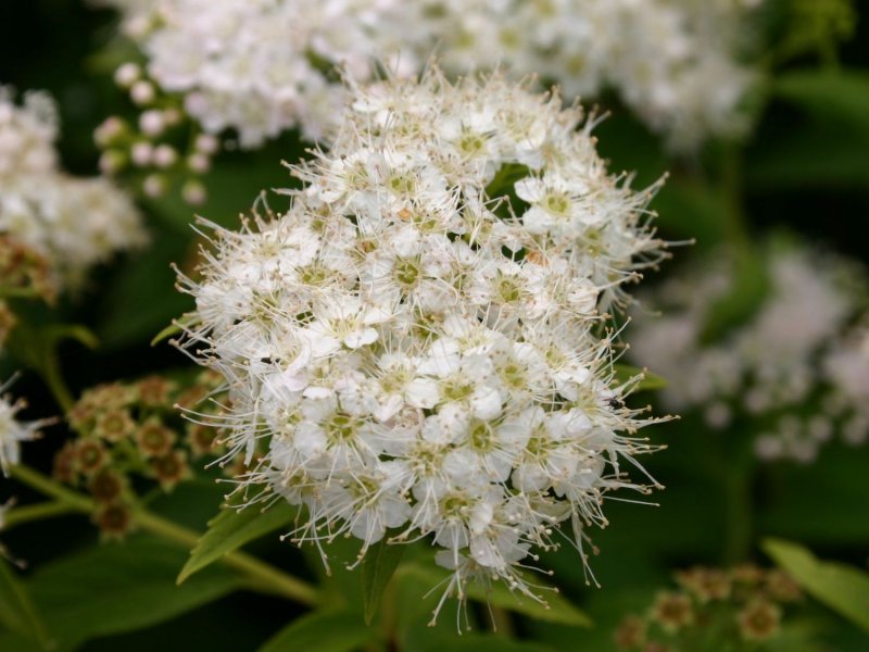 Spiraea japonica albiflora