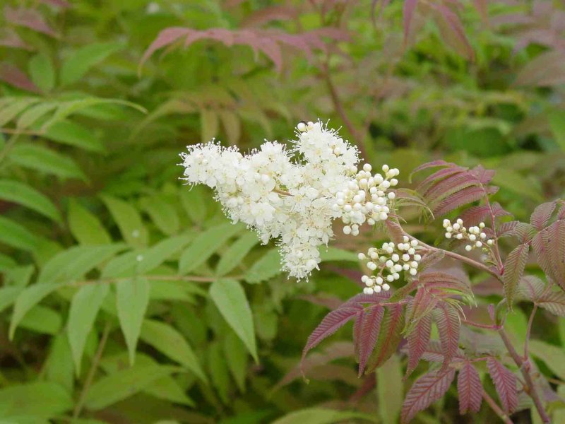 Спирея ниппонская (Spiraea nipponica `Halward's Silver`)