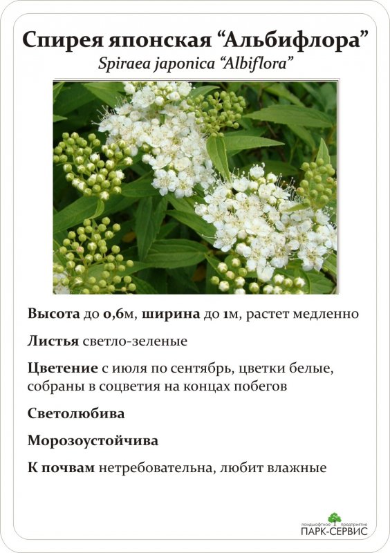 Спирея Бумальда метельчатая
