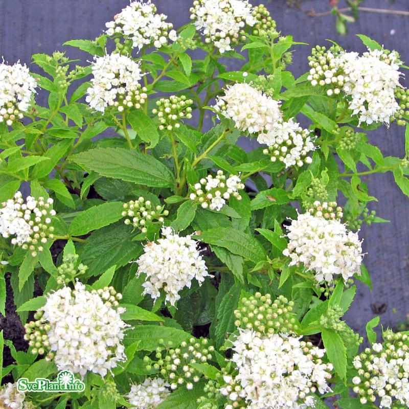 Спирея японская Альбифлора Spiraea japonica albiflora
